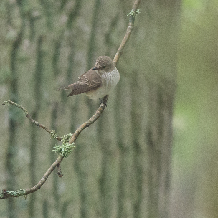 Spotted flycatcher